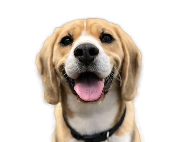 A dog cut out of its background, on a transparent checkerboard